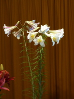 Foto: Dr. Peter Müller